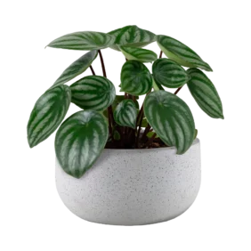 peperomia